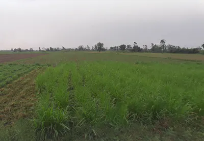 Rasoolpur Chaura, Uttar Pradesh, India preview 2