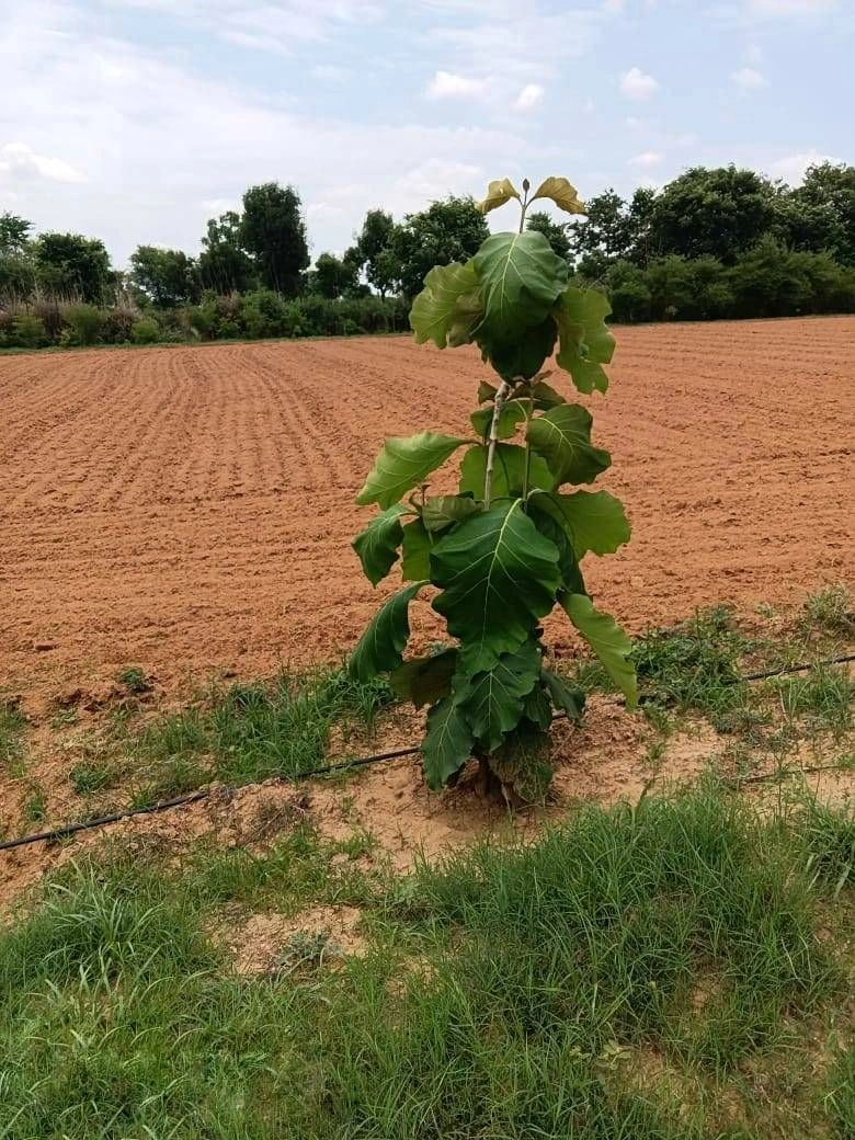 H54J+GM Daulatpura, Rajasthan, India