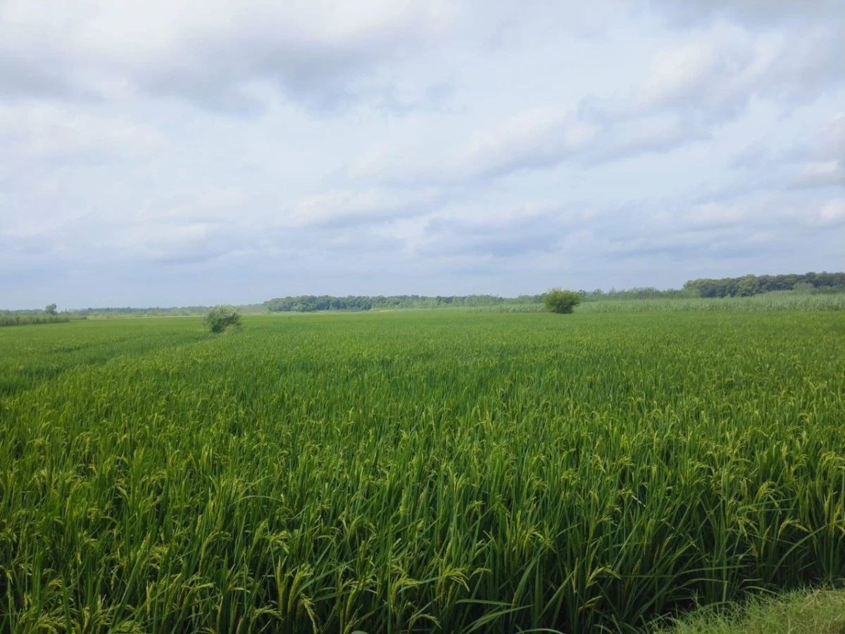 Sherpur, Uttar Pradesh 233234, India