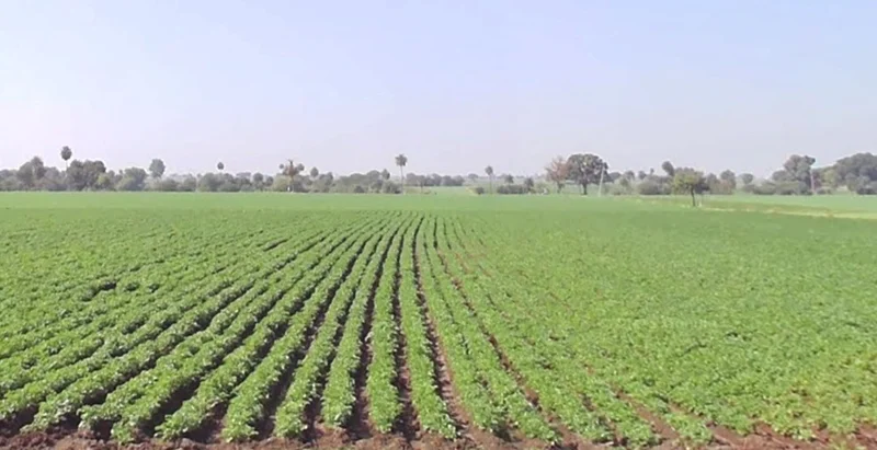 Malikhedi, Bhopal, Madhya Pradesh, India preview 3