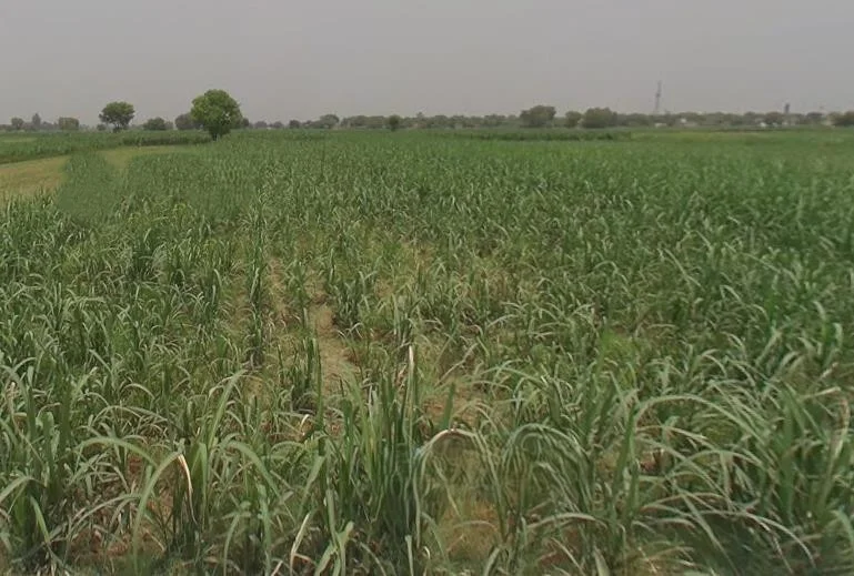 Peerbiyabani, Uttar Pradesh 203205, India preview 3