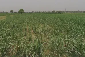 Peerbiyabani, Uttar Pradesh 203205, India preview 3