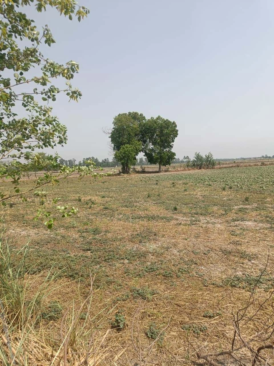 Aou, Rajasthan, India