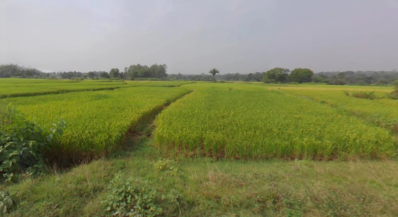 QF72+7F5, Asanpani, West Bengal 723129, India