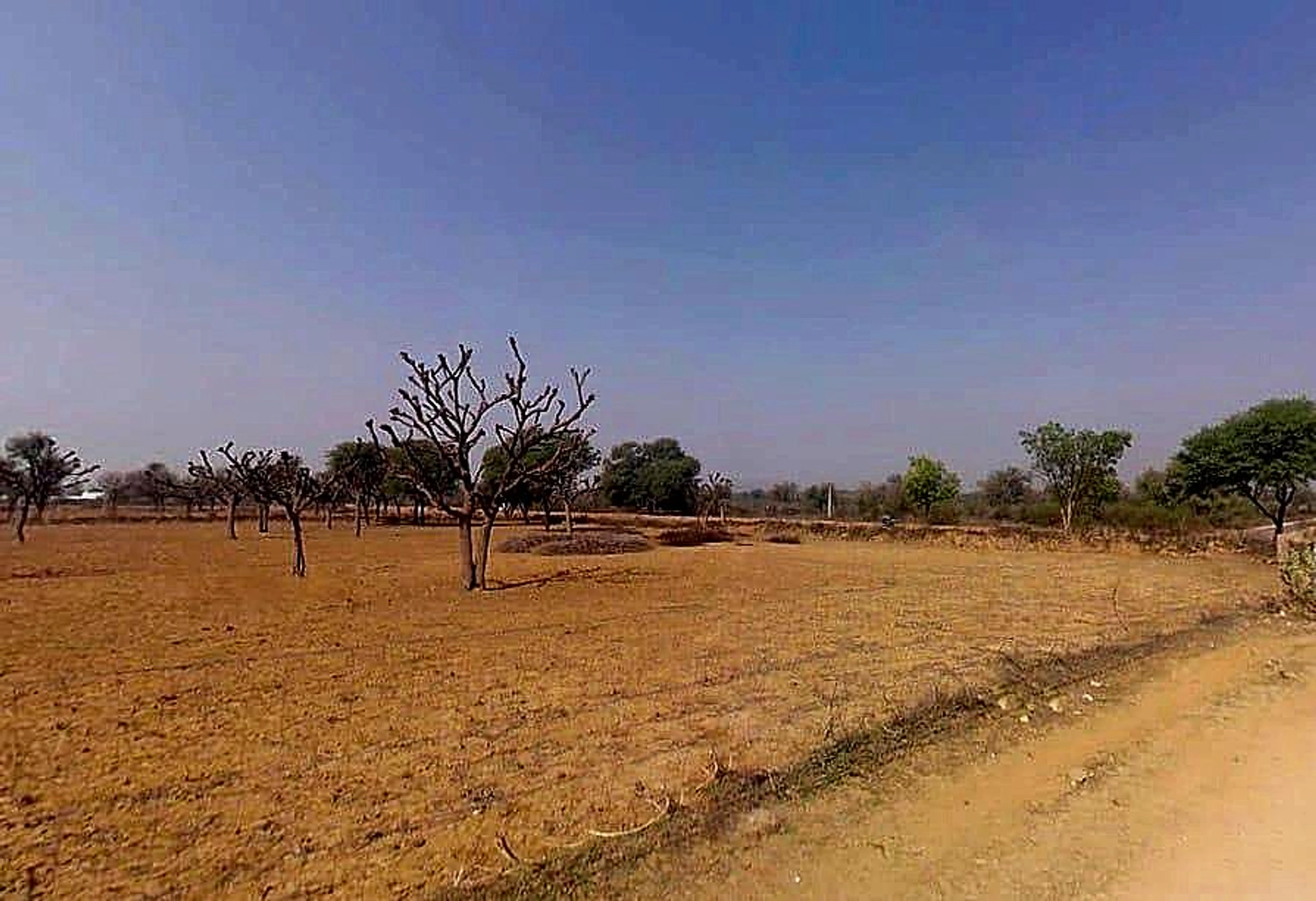 768W+3W8, Gogawas, Rajasthan, India