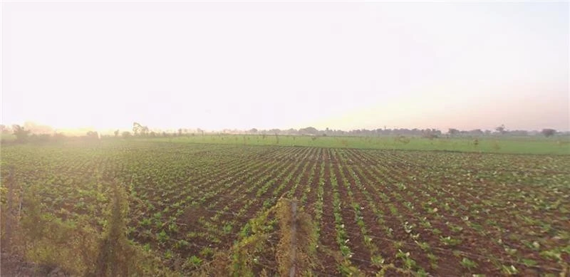 X25G+MG Vanthal, Gujarat, India