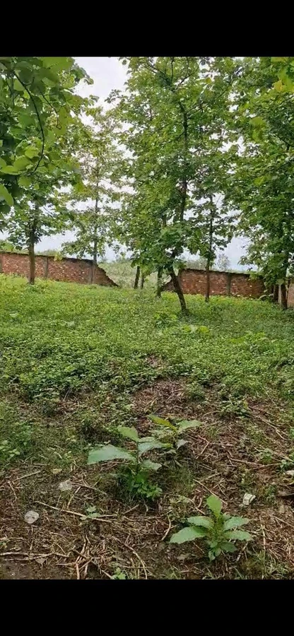 Ganeshpur, Uttar Pradesh 247662, India