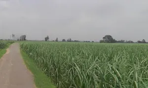 Nijampur, Uttar Pradesh, India preview 2