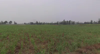Hasanpur, Uttar Pradesh 244241, India preview 2
