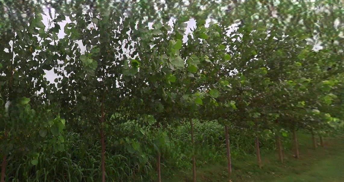 Jansath, Uttar Pradesh 251314, India