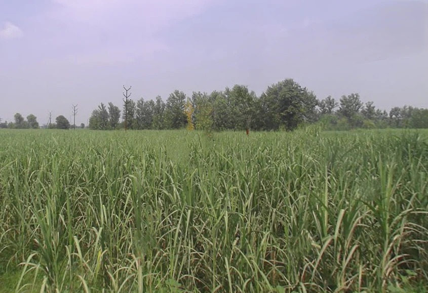 Laksar, Uttarakhand 247663, India