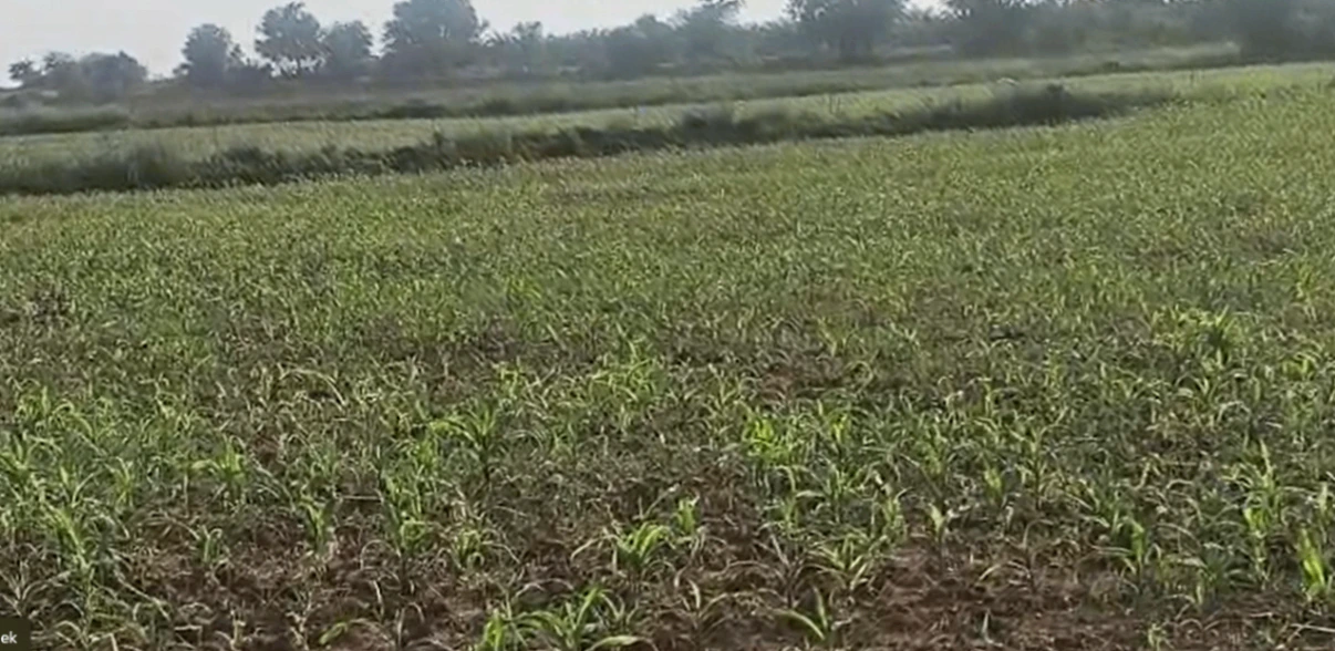 G979+9H Tadoor, Nagarkurnool, Telangana, India - Photo 3