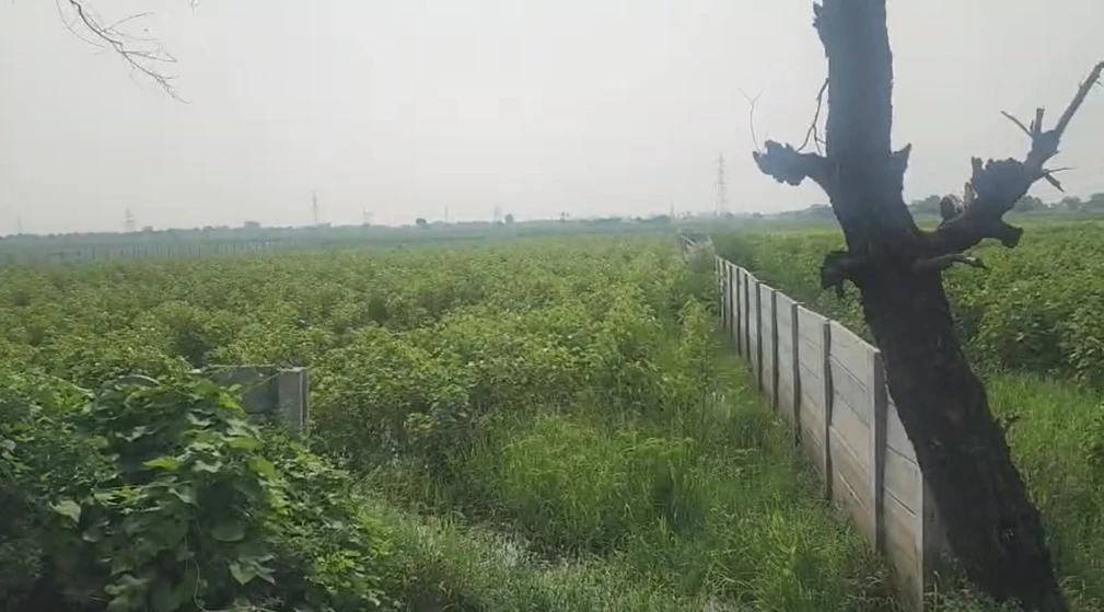 Gailpur, Palwal, Haryana 121102, India