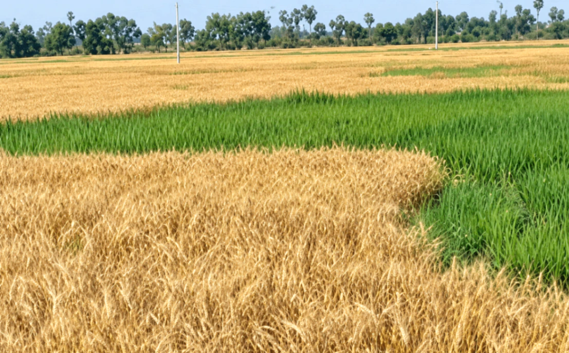 Kewali, Patna, Bihar 804453, India - Photo 3