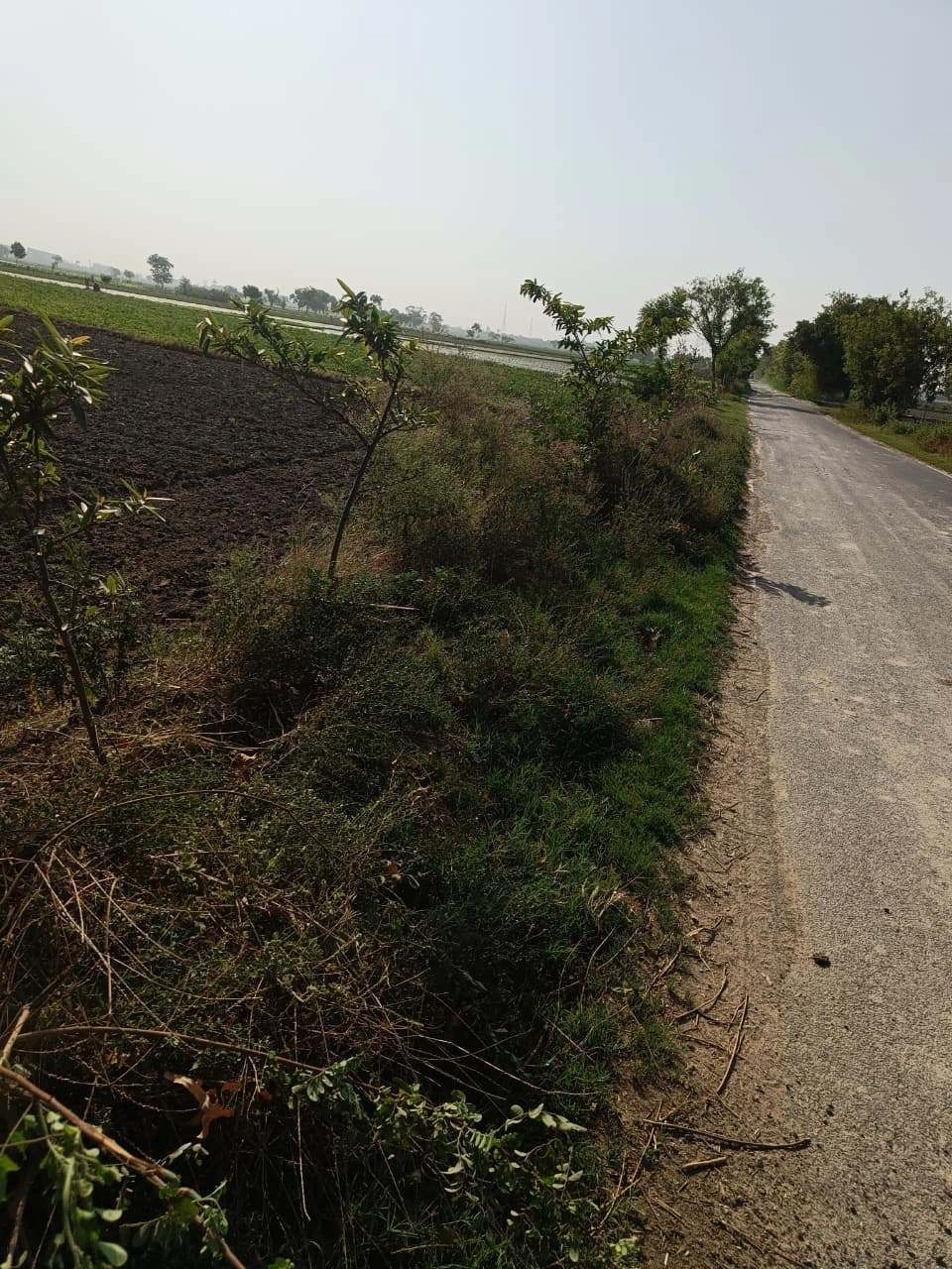 Gauhari, Uttar Pradesh 281401, India