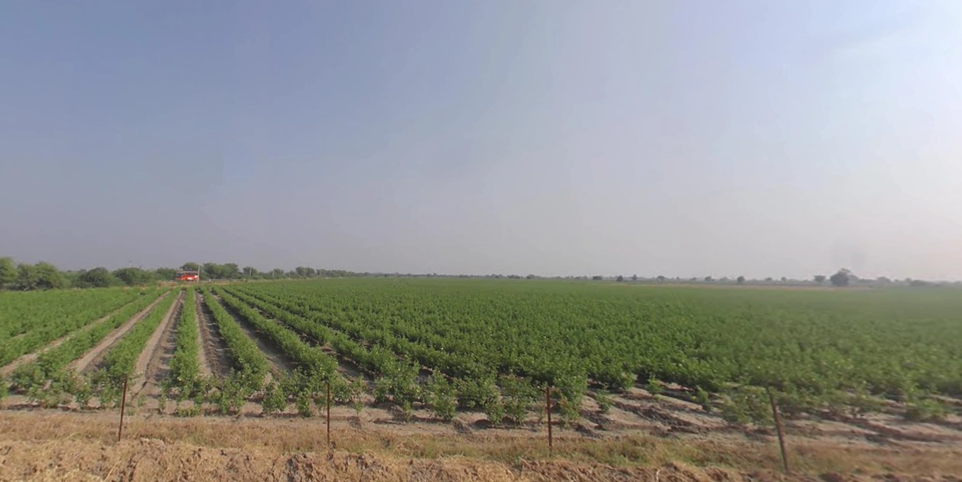 5XCR+MJ Kaliyana, Gujarat, India