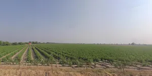 5XCR+MJ Kaliyana, Gujarat, India preview 3