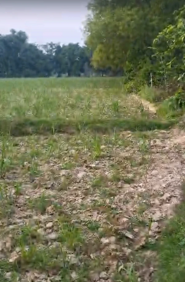 Laharpur, Uttar Pradesh 261135, India