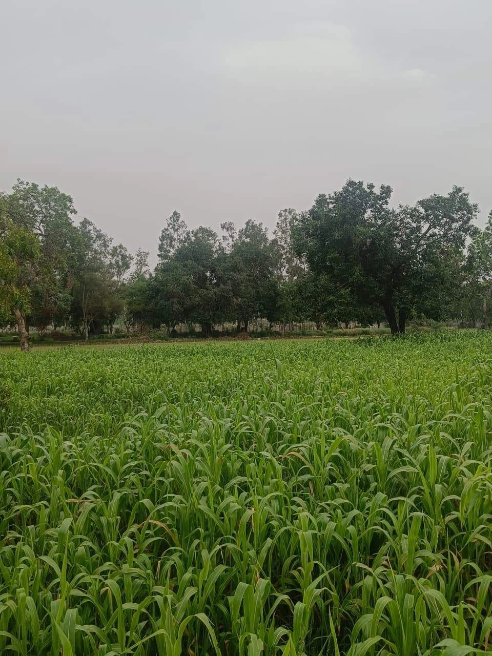 Baraka, Palwal, Uttar Pradesh, India preview 2