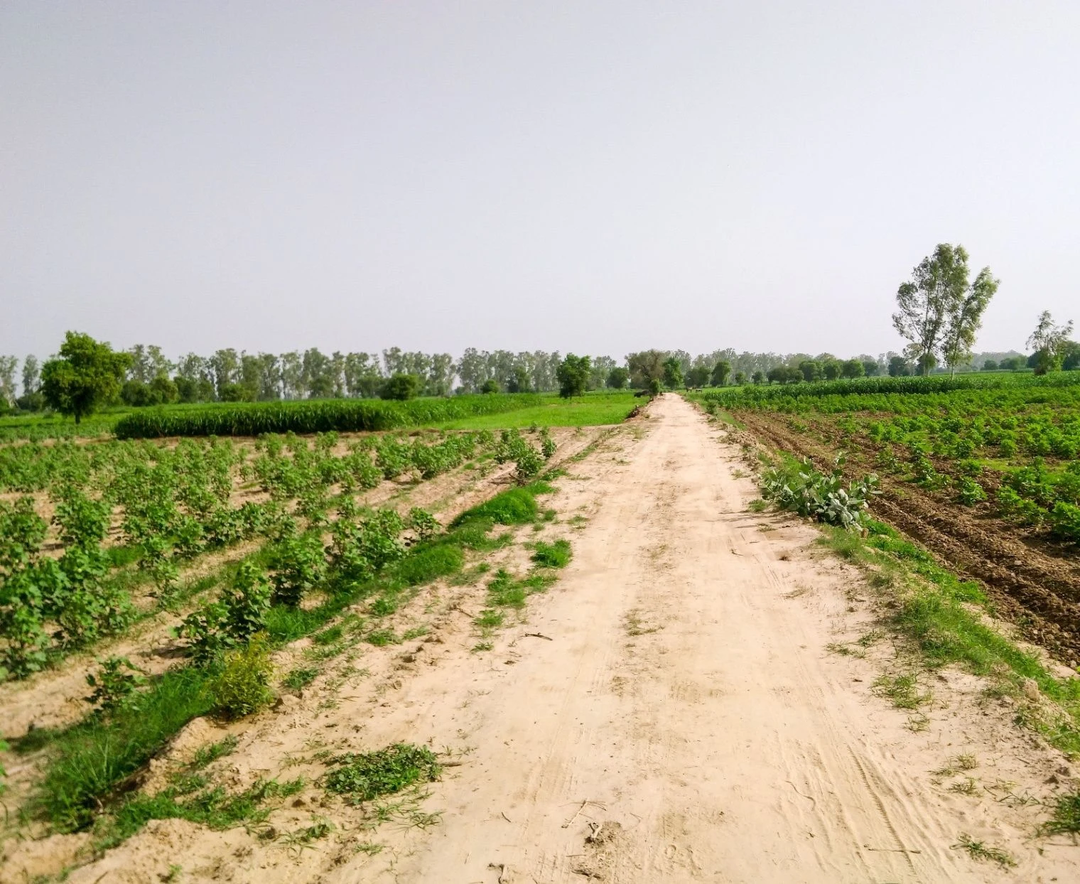 Dharmawala, Herbertpur, Uttarakhand 248142, India preview 2