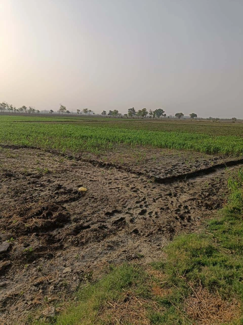 Tentigaon, Uttar Pradesh, India preview 2