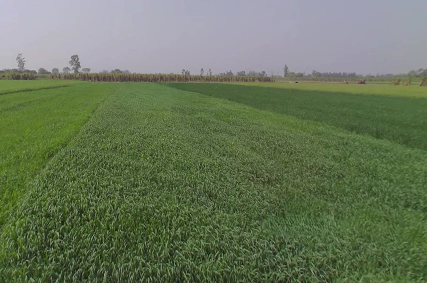 Mawana, Uttar Pradesh, India