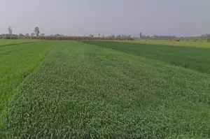 Mawana, Uttar Pradesh, India preview 3