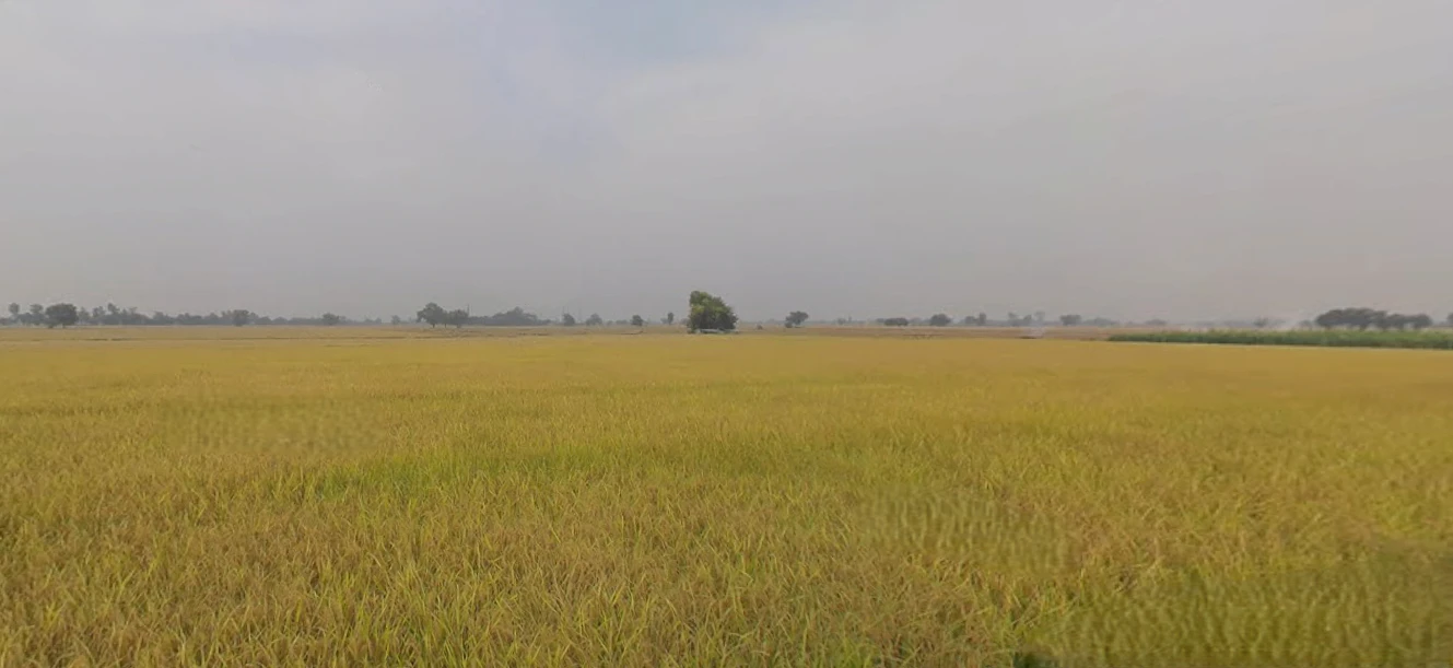 Naukerian, Punjab 152033, India