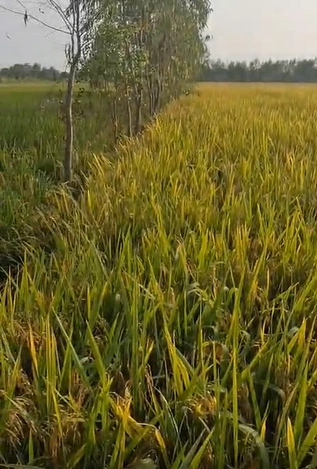 Belwai - Phulpur Rd, Jaunpur, Kutulupur, Uttar Pradesh 222180, India