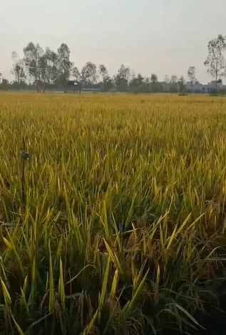 Pipria Santosh, Pilibhit, Uttar Pradesh, India