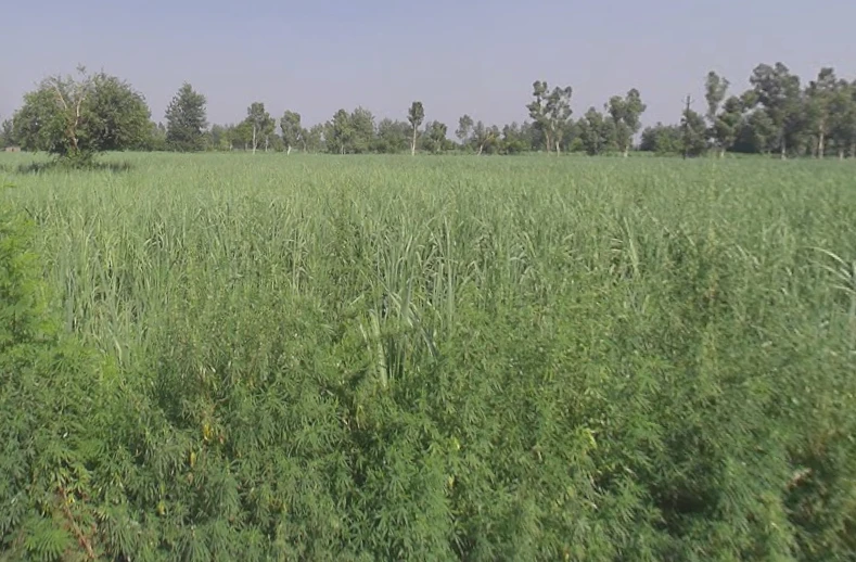Sihali Jageer, Uttar Pradesh, India