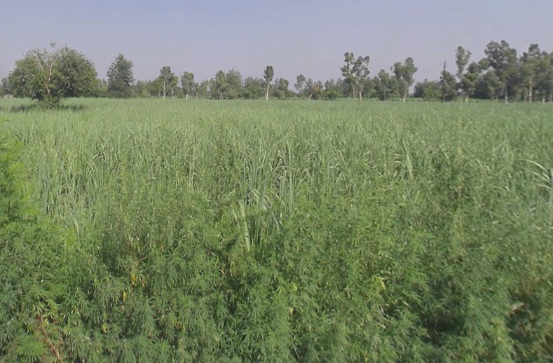 Sihali Jageer, Uttar Pradesh, India