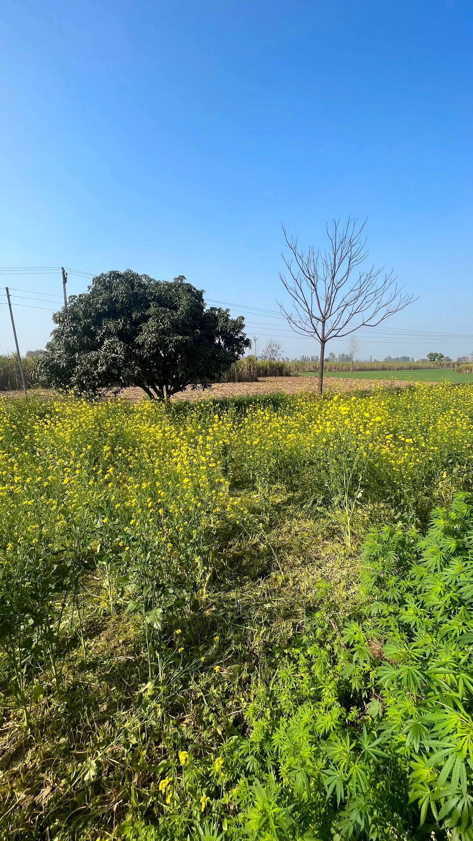Pillona, Uttar Pradesh 250401, India