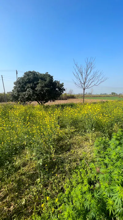 Pillona, Uttar Pradesh 250401, India preview 4