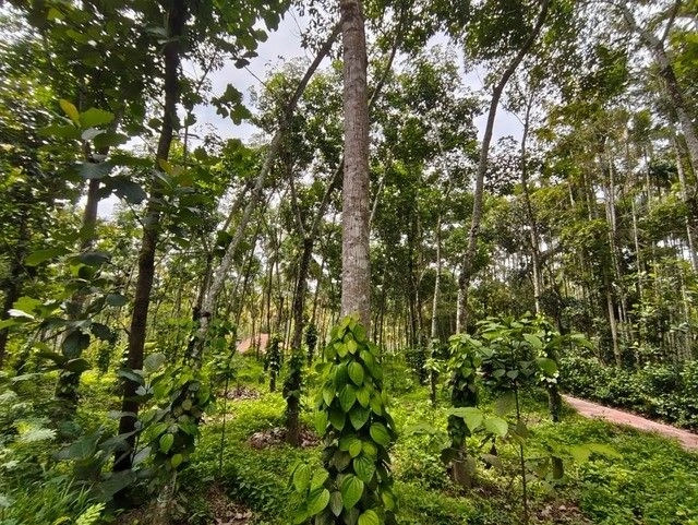 Q6R5+26 Pulpally, Kerala, India