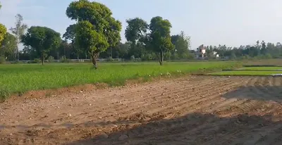 Jatowala, Uttarakhand 248197, India preview 2