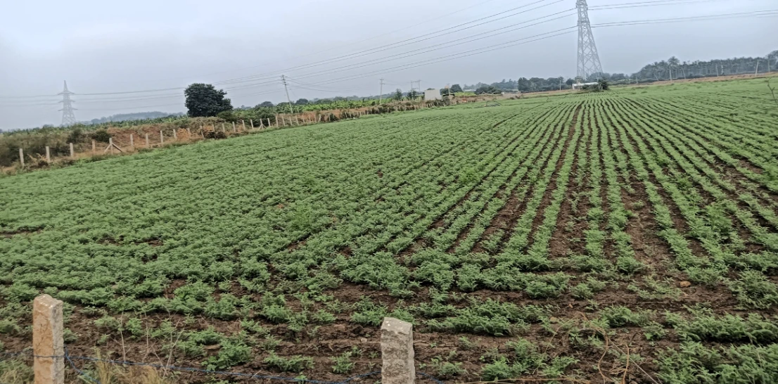 Hiriyur, Karnataka, India