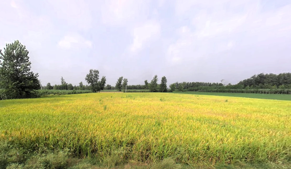 Nakur, Uttar Pradesh 247342, India