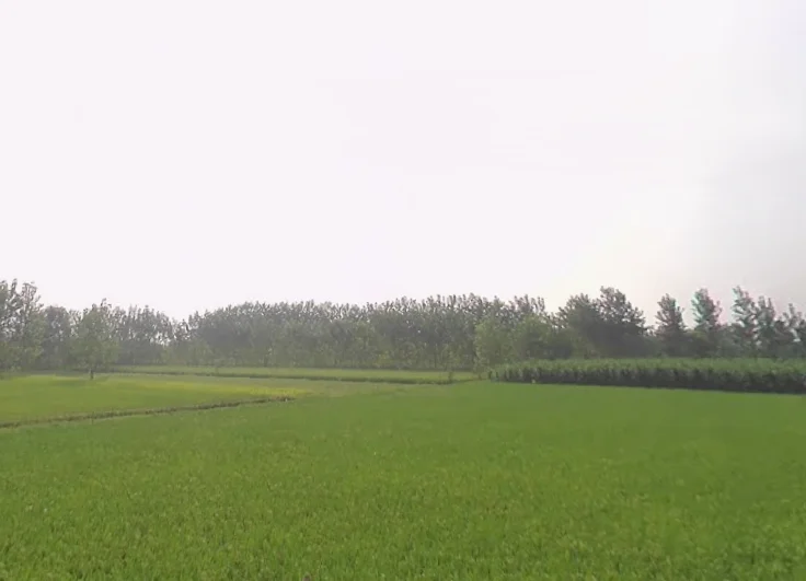 G6R5+R9G, Mirganj, Uttar Pradesh 272175, India preview 3