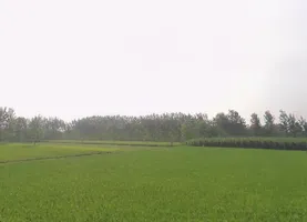 G6R5+R9G, Mirganj, Uttar Pradesh 272175, India preview 3