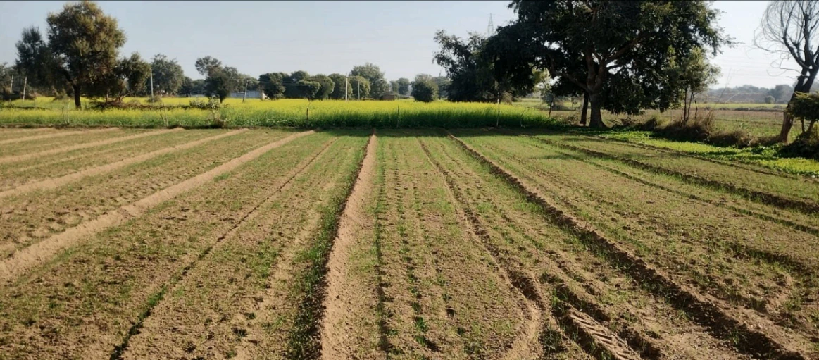 Barsana, Uttar Pradesh 281405, India