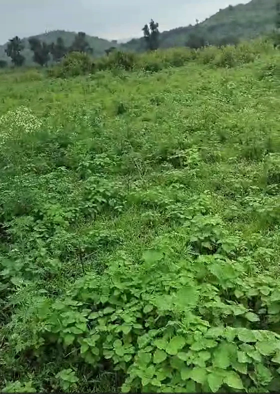 Bilpank, Ratlam, Madhya Pradesh 457441, India