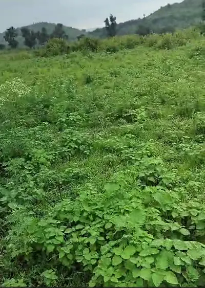 Bilpank, Ratlam, Madhya Pradesh 457441, India preview 3