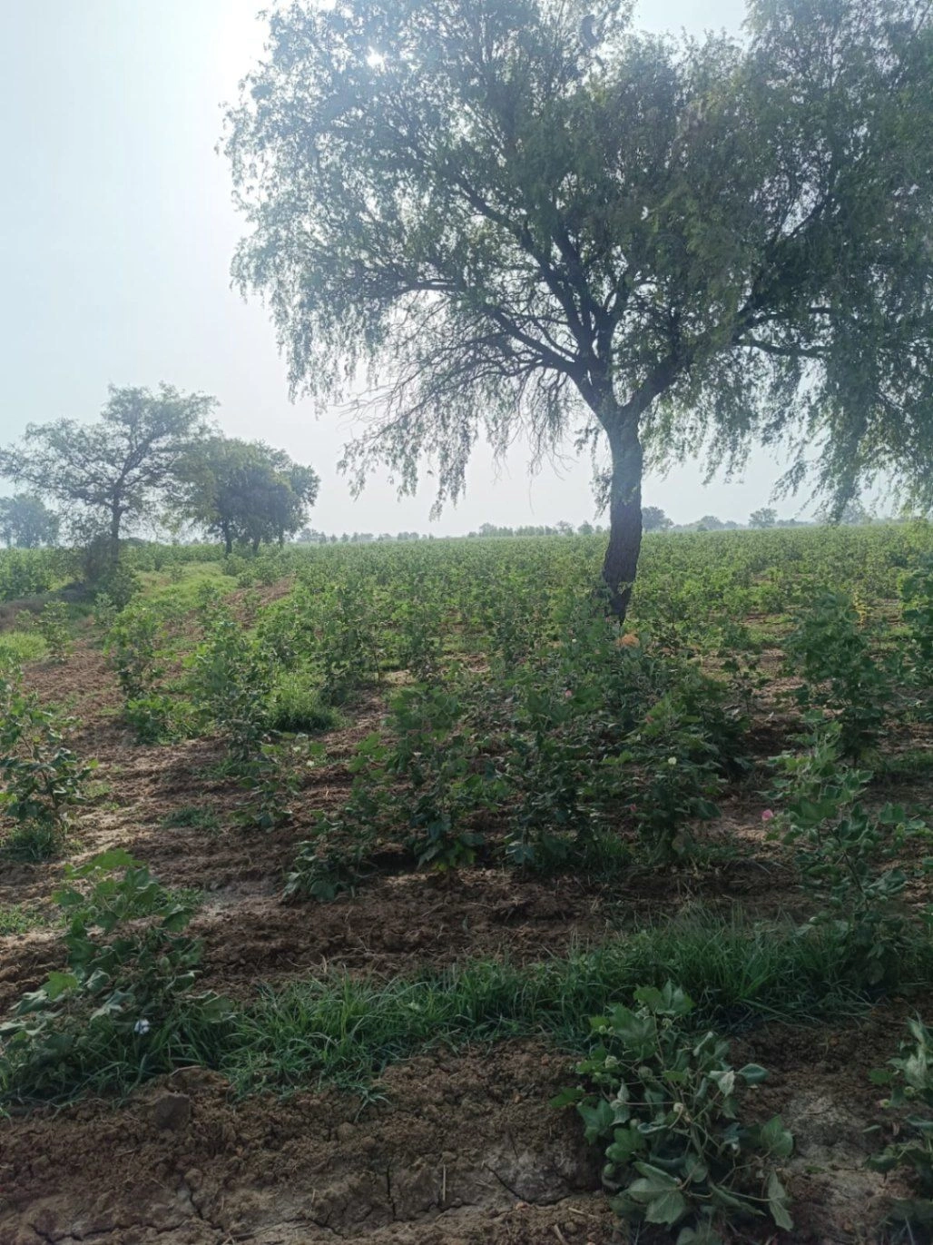 Gharaunda, Karnal, Haryana 132114, India preview 2