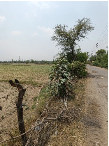 Ulaheri, Rajasthan, India