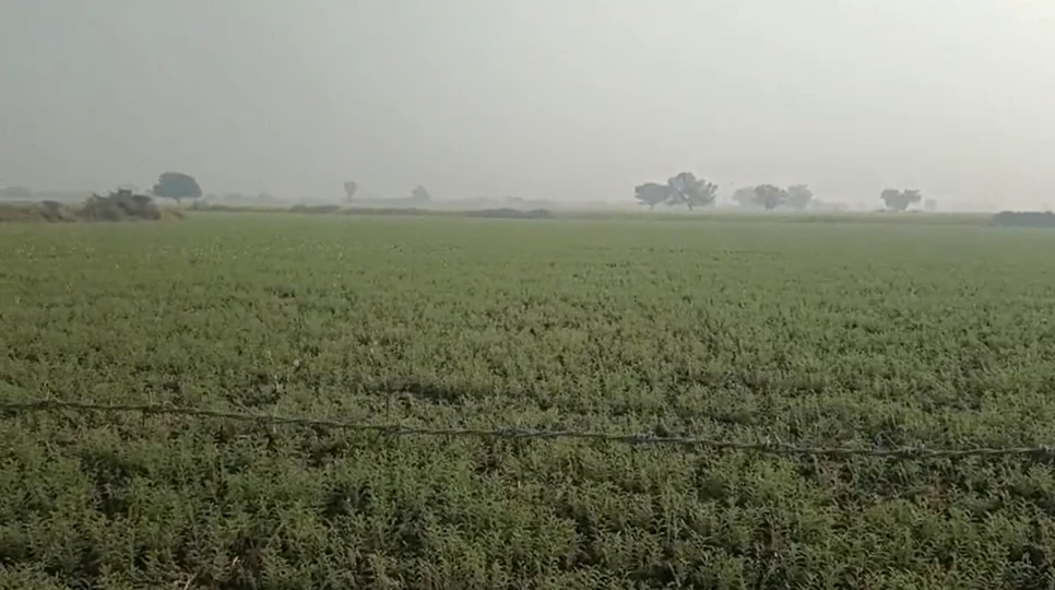 HGP7+93 Chauru, Rajasthan, India