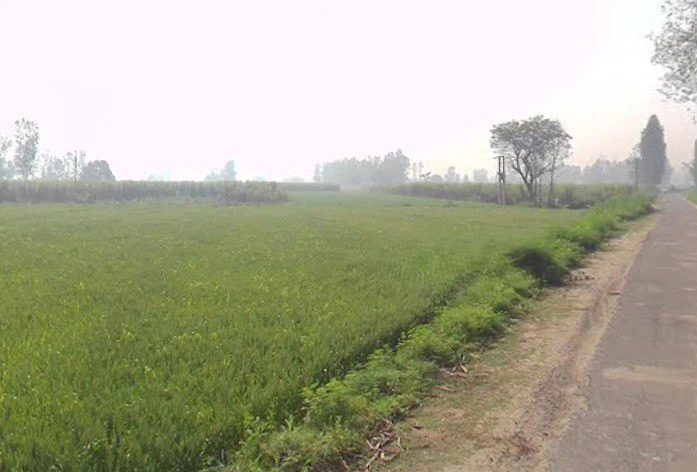 Mawana, Uttar Pradesh, India