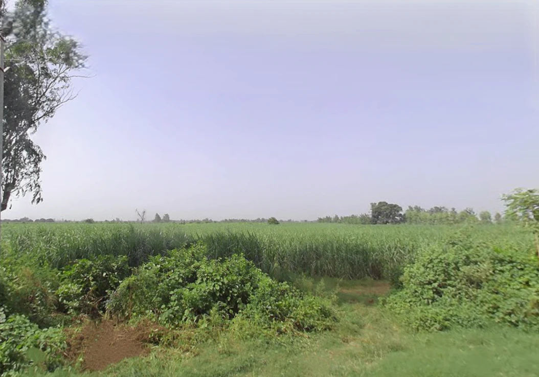 Pepla, Uttar Pradesh, India