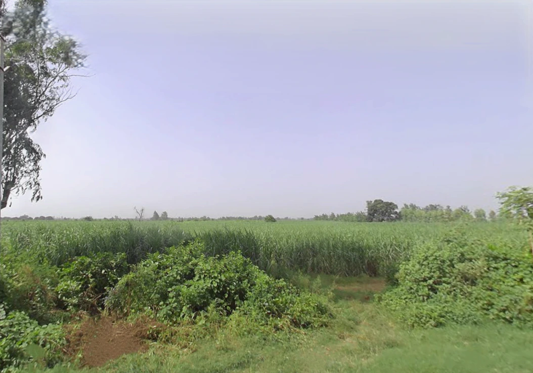 Pepla, Uttar Pradesh, India