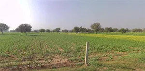 Mohanpura, Rajasthan, India preview 2